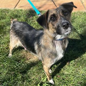 Bonnie, Mixed Breed (Medium), adult, available for adoption