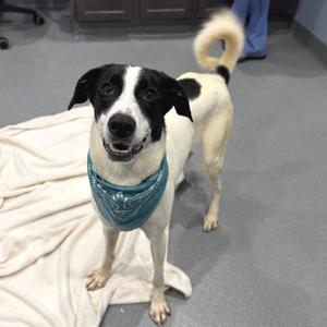 Kula, Mixed Breed, adult, available for adoption