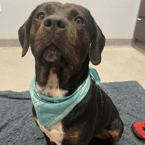 Hulk, Mixed Breed, adult, available for adoption