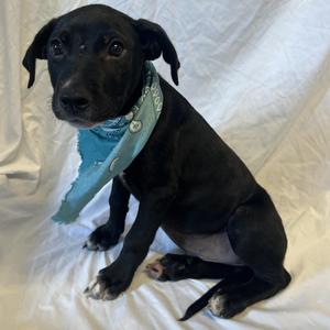 Hubert, Mixed Breed, puppy, available for adoption
