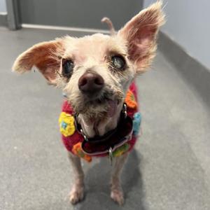 Pumpkin, Mixed Breed, senior, available for adoption