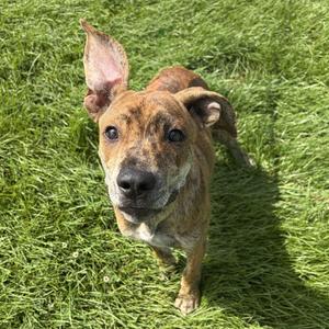 Dolo, Mixed Breed, puppy, available for adoption