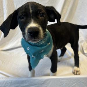 Judson, Mixed Breed, puppy, available for adoption