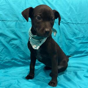 Page, Mixed Breed, puppy, available for adoption