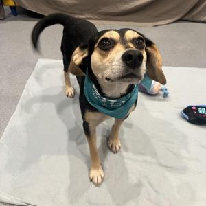 Nita, Mixed Breed, adult, available for adoption