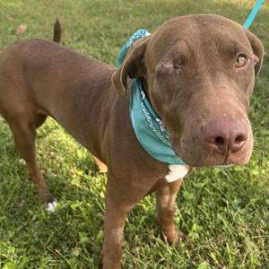 A brown dog wearing a blue bandana stands on a grassy field.