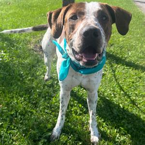 Fog Horn, Mixed Breed (Large), adult, available for adoption