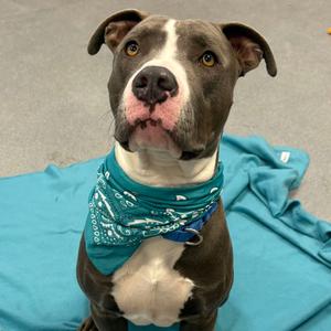 Briar, Mixed Breed (Large), adult, available for adoption