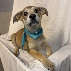 a small brown dog wearing a blue bandana