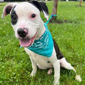 Seelie, Mixed Breed (Medium), adult, available for adoption