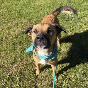 Bruno, Mixed Breed (Large), adult, available for adoption