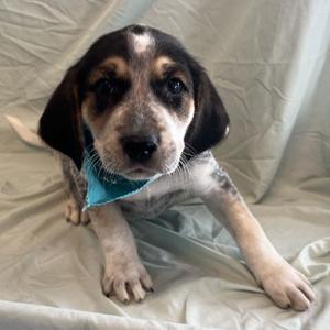 Frank, Mixed Breed (Medium), puppy, available for adoption