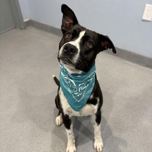 A black and white dog wearing a blue bandana, sitting on a gray floor.