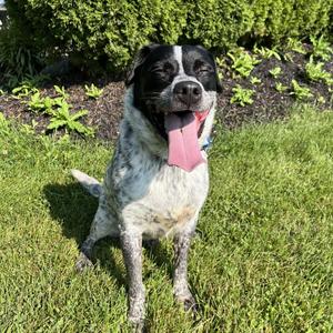 Hinto, Mixed Breed, adult, available for adoption