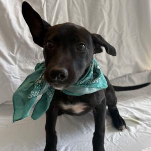 Olivia Benson, Mixed Breed (Medium), puppy, available for adoption