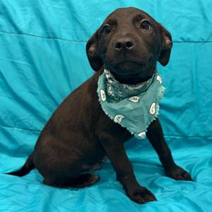 Story, Mixed Breed, puppy, available for adoption
