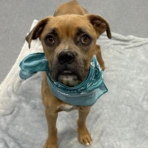 Crockpot, Mixed Breed, adult, available for adoption