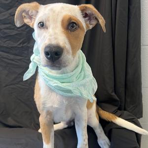 California, Mixed Breed (Medium), puppy, available for adoption