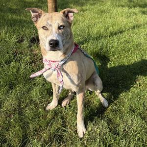 Sky, Mixed Breed, adult, available for adoption