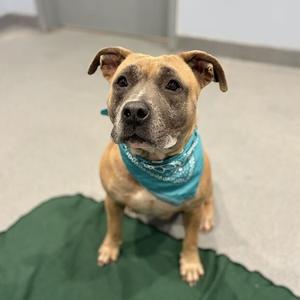 CC, Mixed Breed (Medium), adult, available for adoption