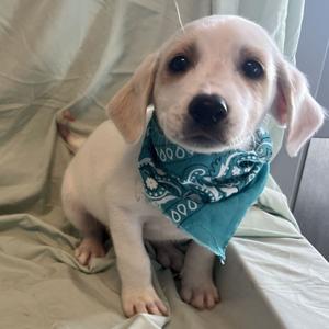 A small white puppy with floppy ears wearing a blue bandana sits on a bed.