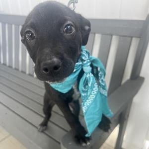 Reader, Mixed Breed, puppy, available for adoption