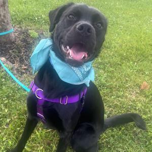 Barney, Mixed Breed, young, available for adoption