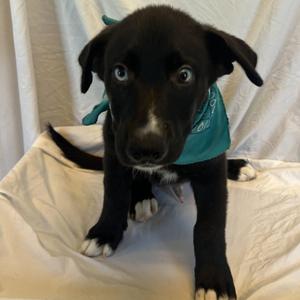 Danny, Mixed Breed, puppy, available for adoption