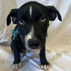 Cecil, Mixed Breed, puppy, available for adoption