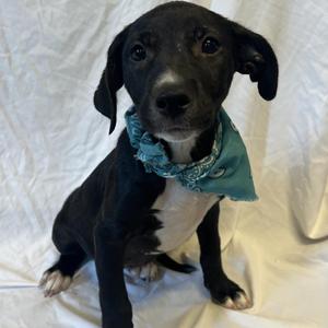 Etta, Mixed Breed, puppy, available for adoption