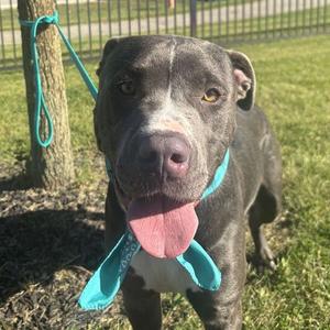 Blaze, Mixed Breed (Large), adult, available for adoption
