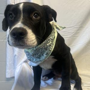 Max, Mixed Breed (Large), adult, available for adoption