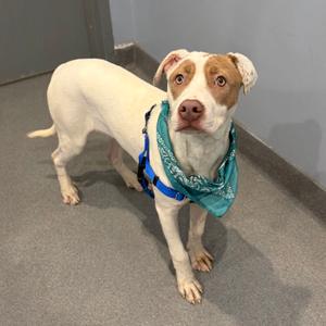 A white dog with brown patches on its face and ears, wearing a blue bandana and a blue harness, standing on a gray floor.