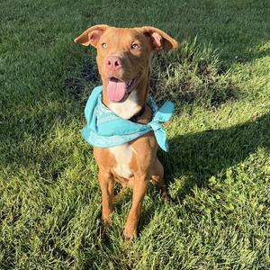 Chestnut, Mixed Breed (Large), adult, available for adoption