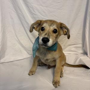 a small dog with a blue bandana sitting on a white background