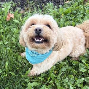 Bennie, Mixed Breed (Small), adult, available for adoption