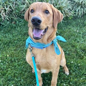 Chief, Mixed Breed (Large), adult, available for adoption