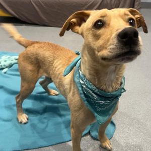 Rodeo, Mixed Breed, young, available for adoption
