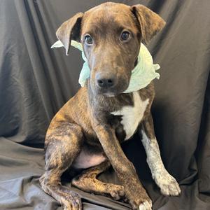 Montana, Mixed Breed (Medium), puppy, available for adoption
