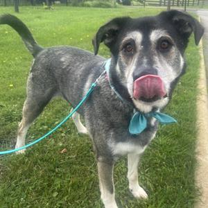 Brock, Mixed Breed, adult, available for adoption