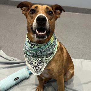 Moana, Mixed Breed, adult, available for adoption