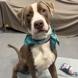 Ishi, Mixed Breed, adult, available for adoption