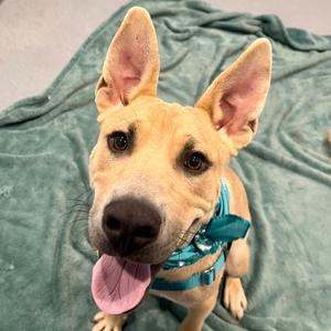 Scooby Snack, Mixed Breed (Medium), adult, available for adoption
