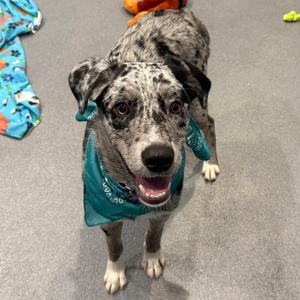 Ray Ray, Mixed Breed (Medium), adult, available for adoption