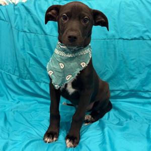 Chapter, Mixed Breed, puppy, available for adoption