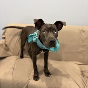 Bugs Bunny, Mixed Breed (Medium), adult, available for adoption