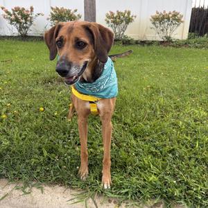 Lady, Mixed Breed, adult, available for adoption