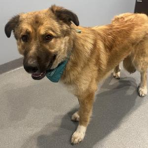 Odin, Mixed Breed, young, available for adoption