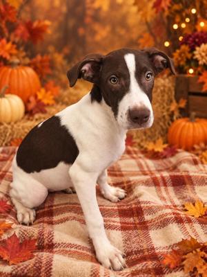 Catelyn, Terrier, puppy, available for adoption