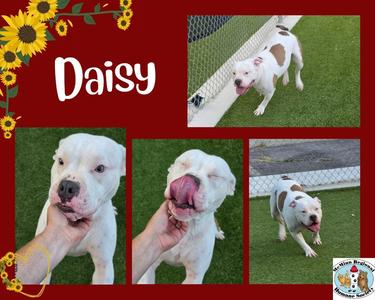 Daisy, Terrier, adult, available for adoption